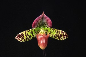 Paphiopedilum Cocoa Wonder Red Sparkler AM 81 pts.